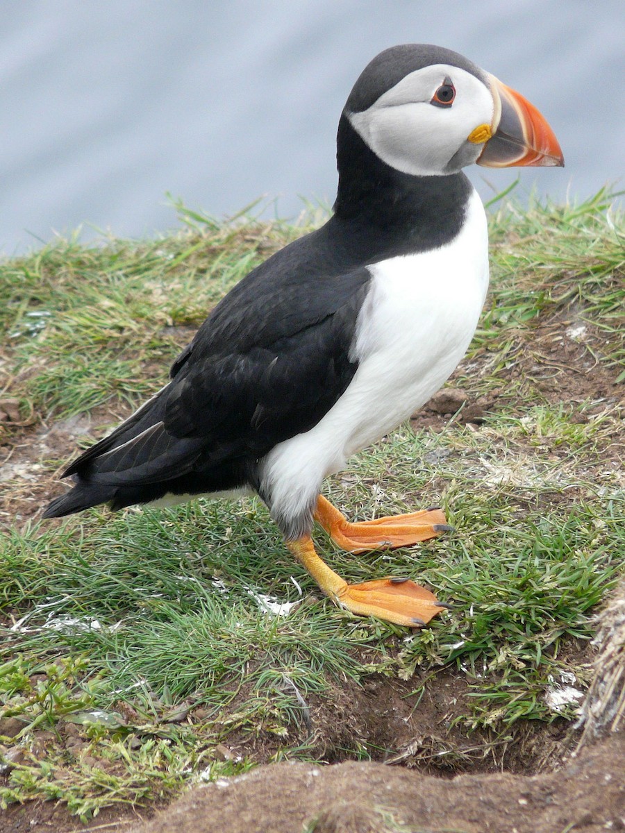 Atlantic Puffin - ML642898677