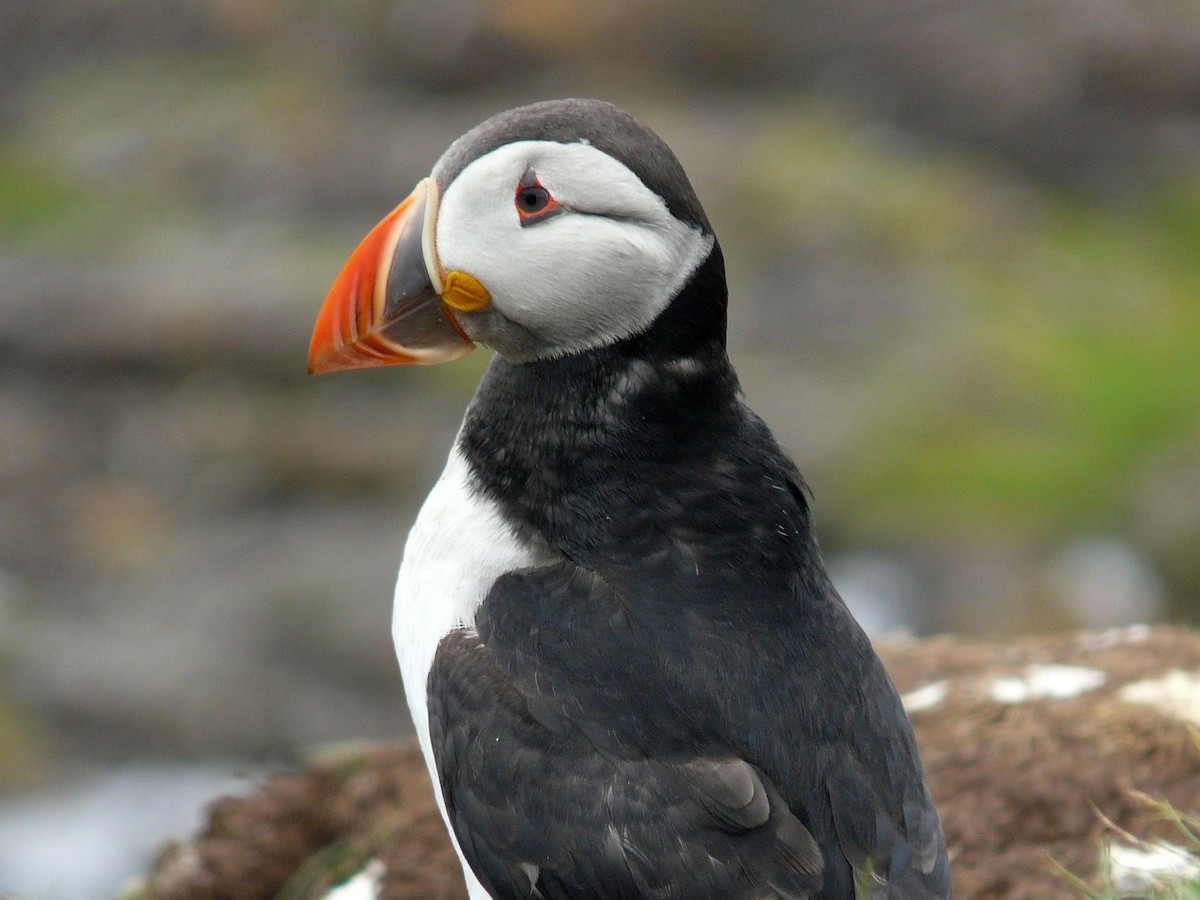 Atlantic Puffin - ML642898678