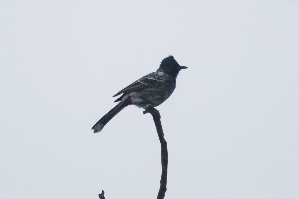 Red-vented Bulbul - ML642898679