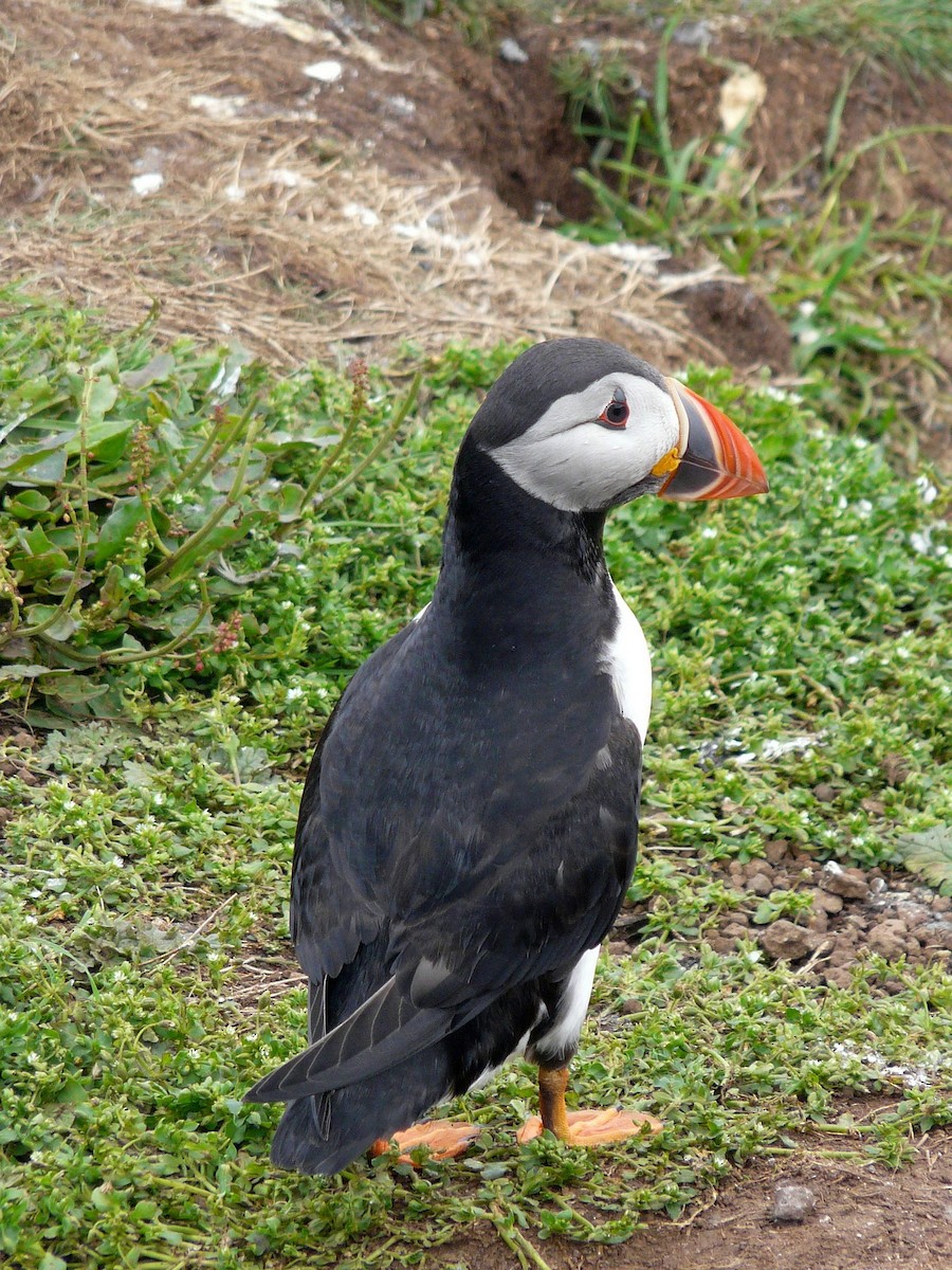 Atlantic Puffin - ML642898681