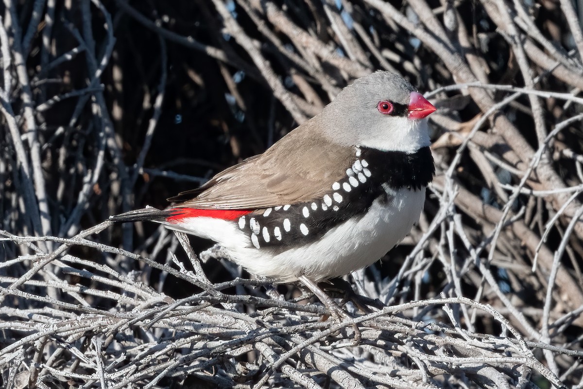 Diamond Firetail - ML642898691