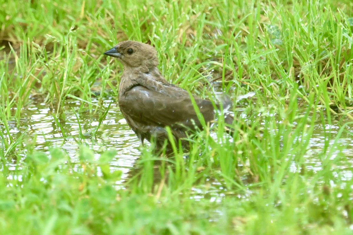 Brown-headed Cowbird - ML642898710
