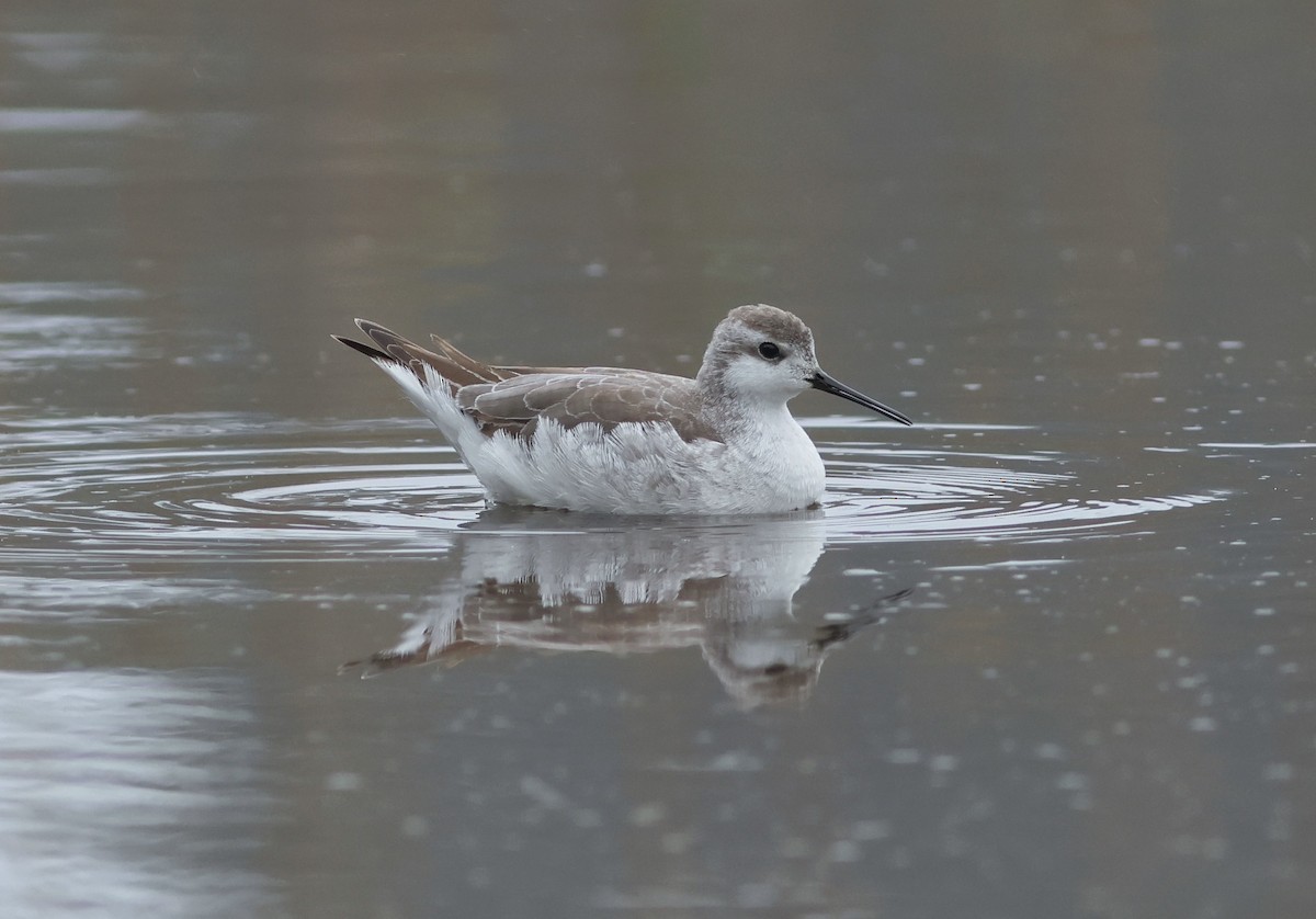 Wilson's Phalarope - ML642898715