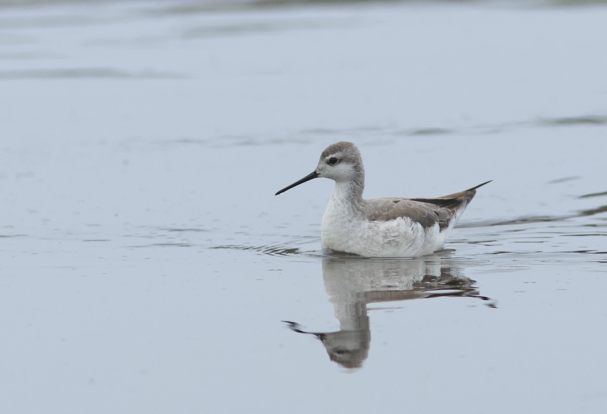 Wilson's Phalarope - ML642898716