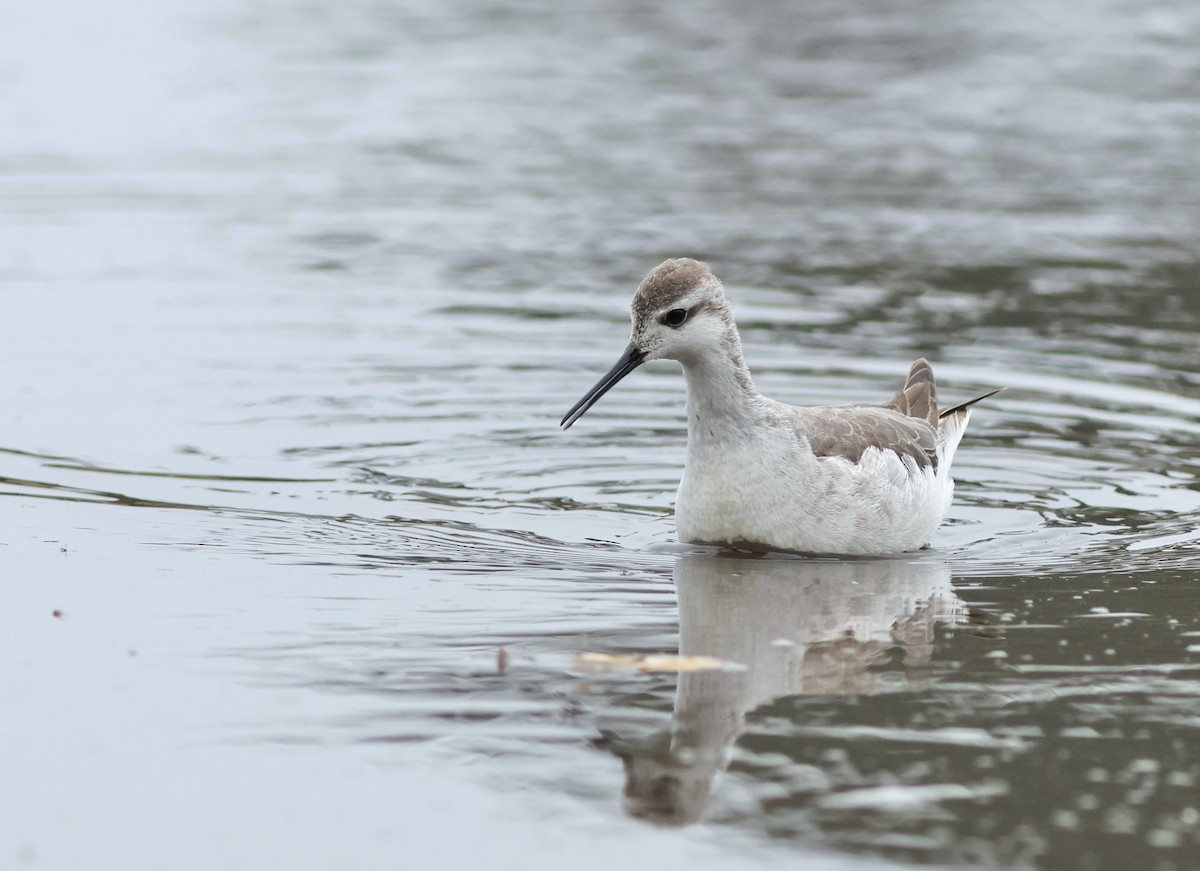 Wilson's Phalarope - ML642898717