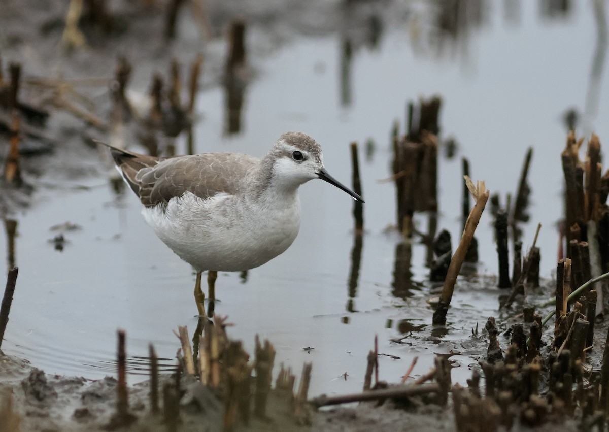 Wilson's Phalarope - ML642898719