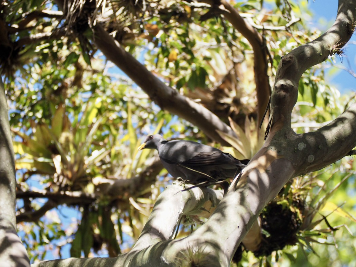 Band-tailed Pigeon - ML642898721