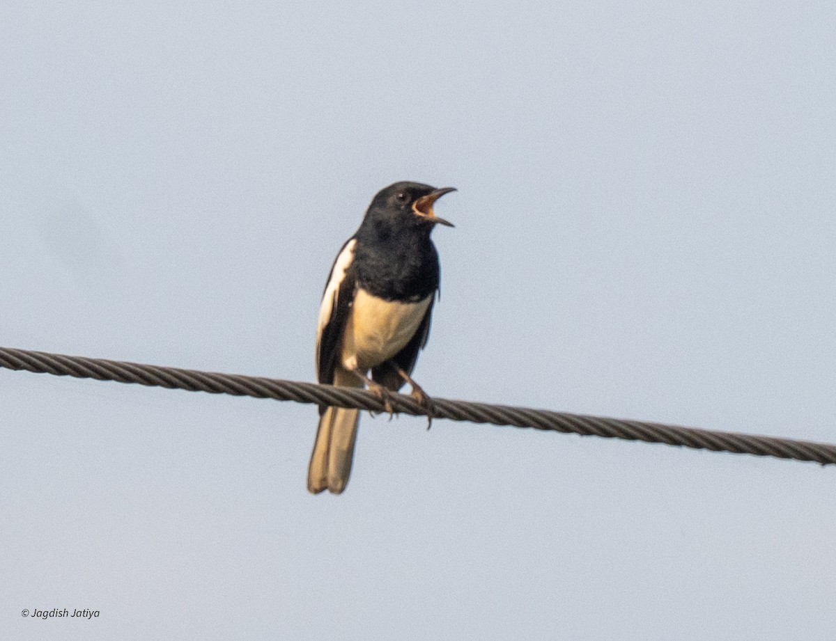 Oriental Magpie-Robin - ML642898728