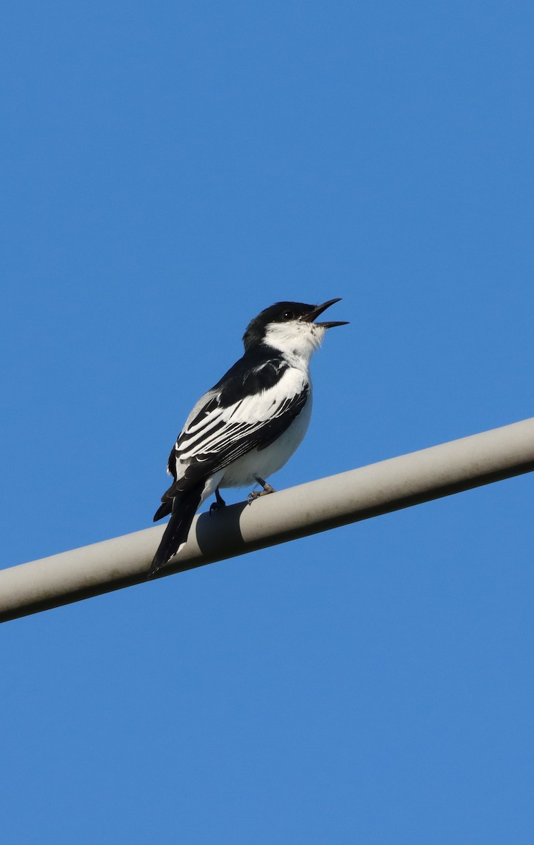 Oruguero Tricolor - ML642898739