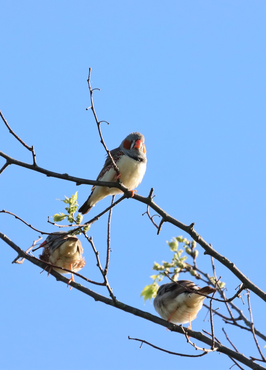 Zebra Finch - ML642898752