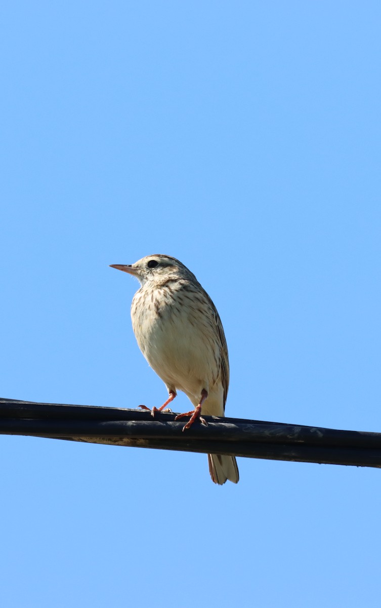 Australian Pipit - ML642898757