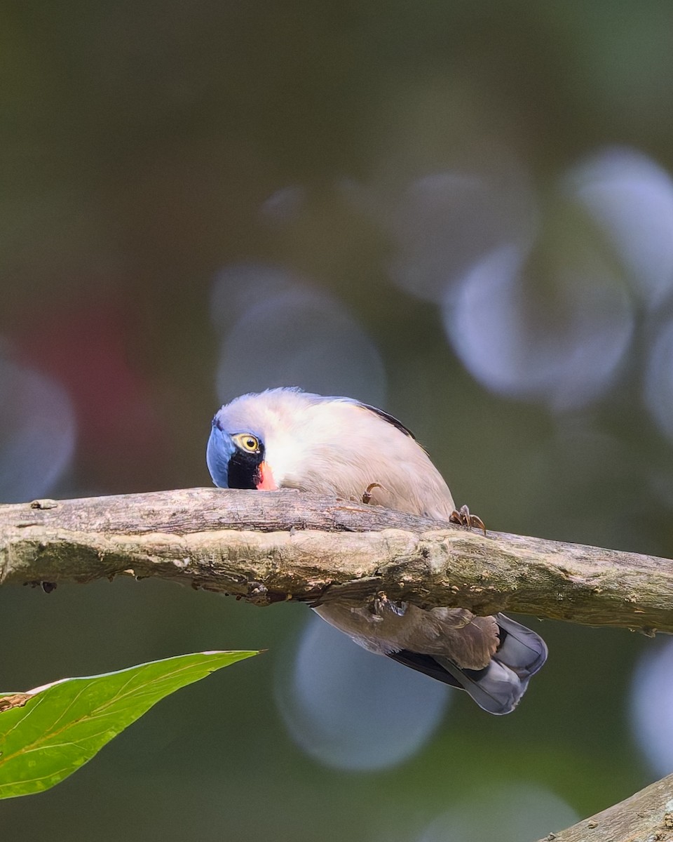 Velvet-fronted Nuthatch - ML642898759
