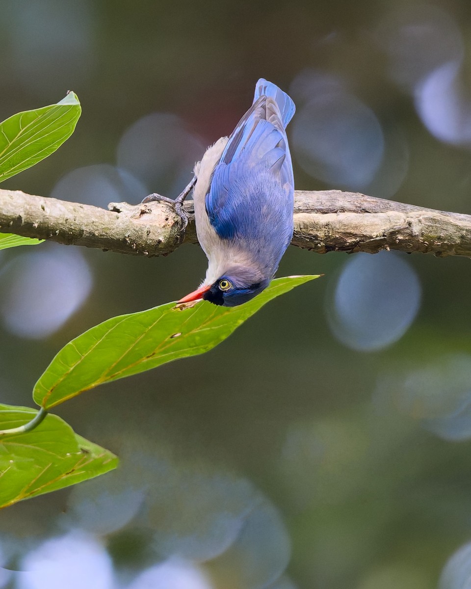 Velvet-fronted Nuthatch - ML642898760
