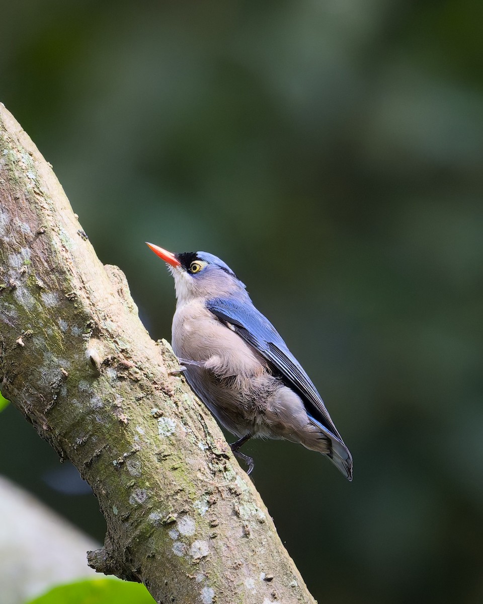 Velvet-fronted Nuthatch - ML642898761