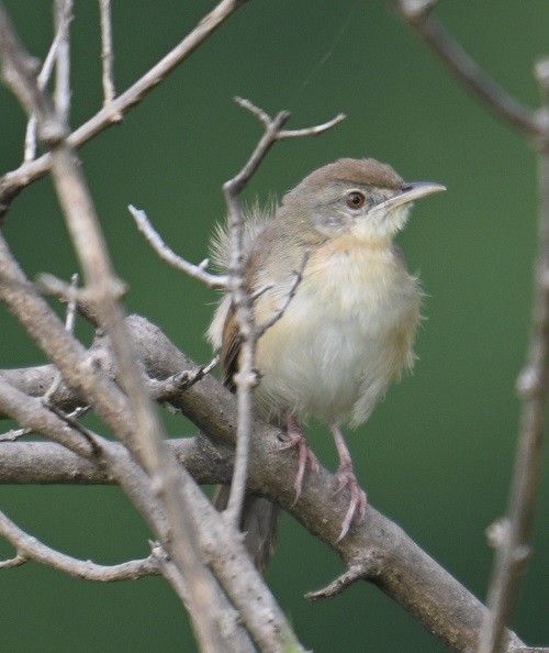 Jungle Prinia - ML642898763