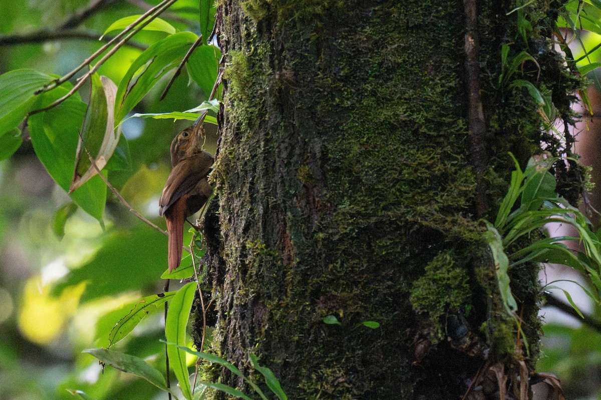 Fawn-throated Foliage-gleaner - ML642898768