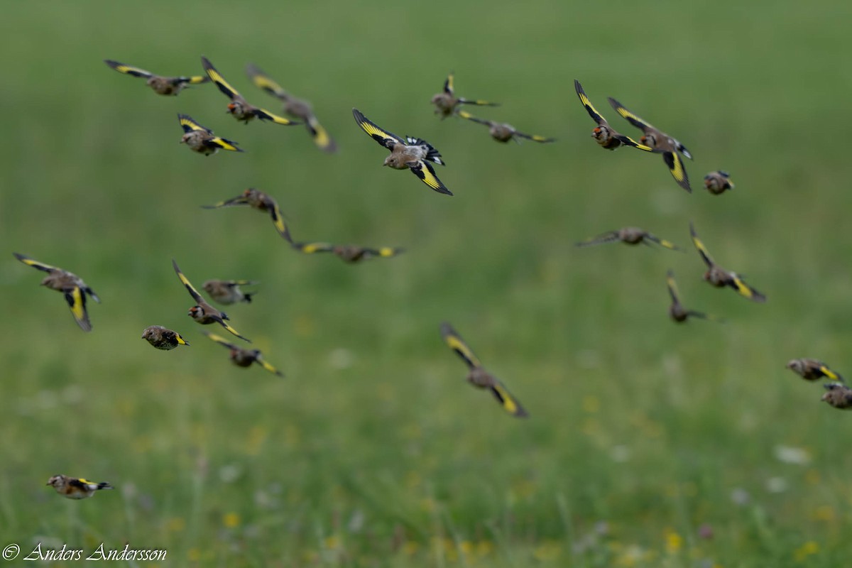 European Goldfinch - ML642898780