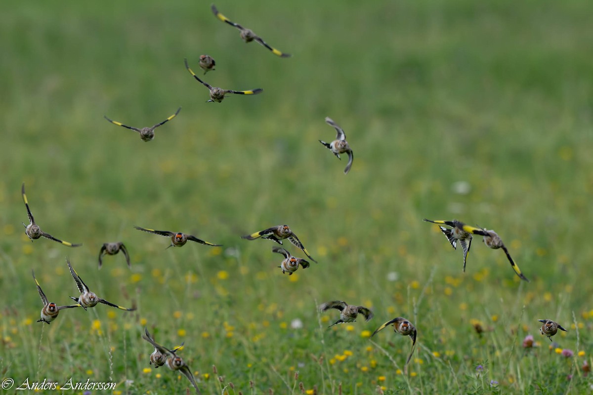 European Goldfinch - ML642898781