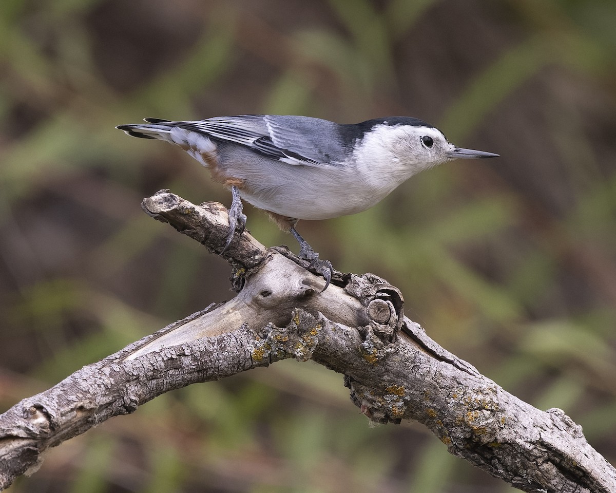 ムナジロゴジュウカラ（aculeata／alexandrae） - ML642898784