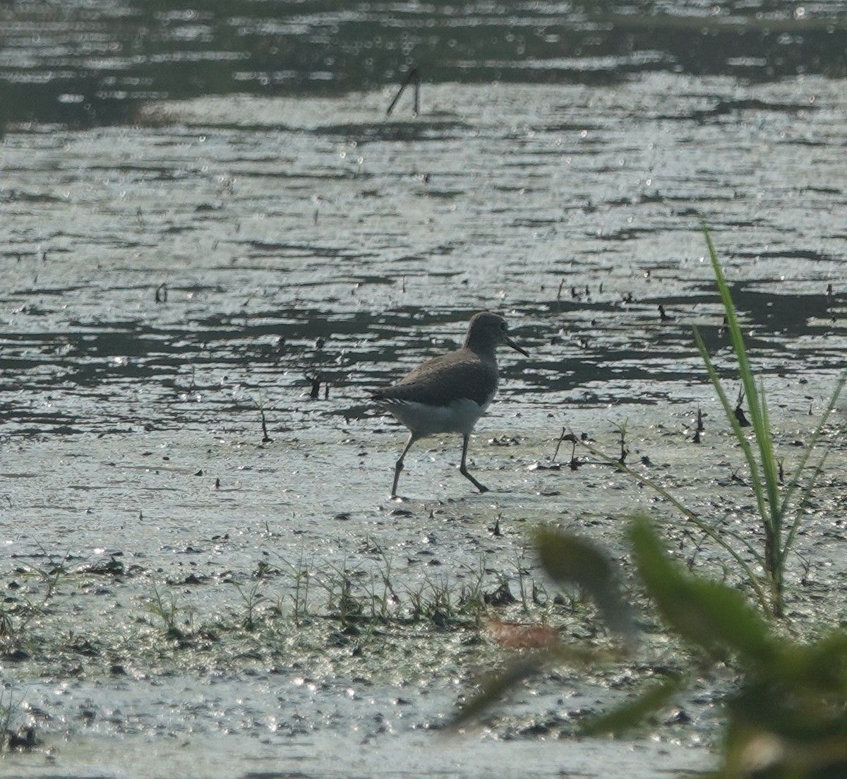 Waldwasserläufer - ML642898800