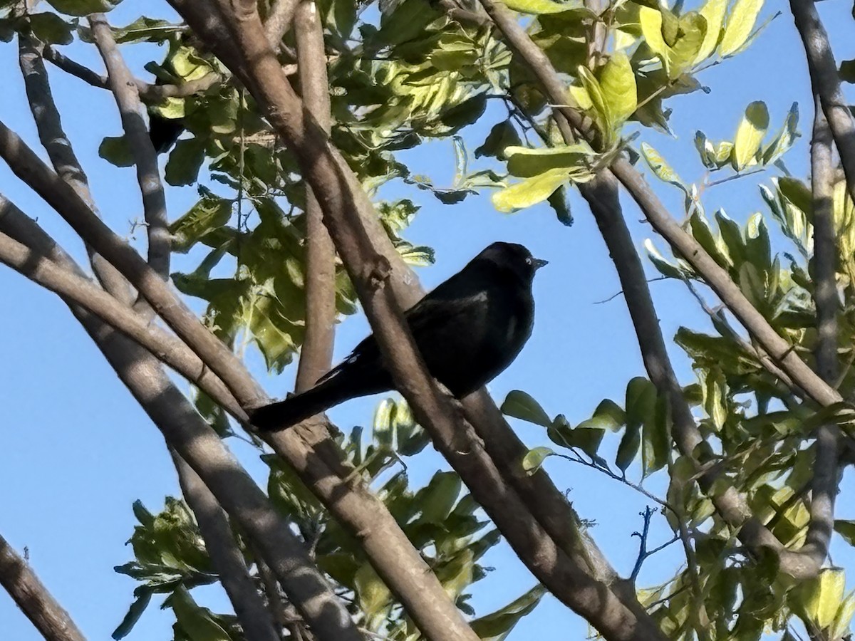 Brewer's Blackbird - ML642898804