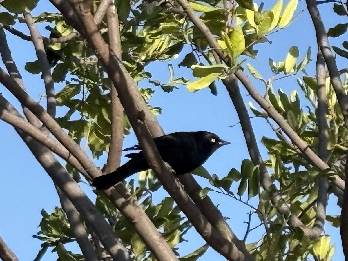 Brewer's Blackbird - ML642898805