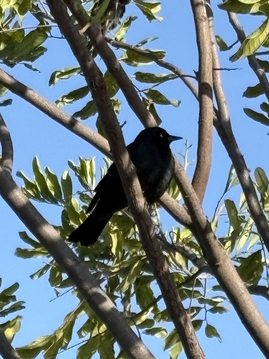 Brewer's Blackbird - ML642898806
