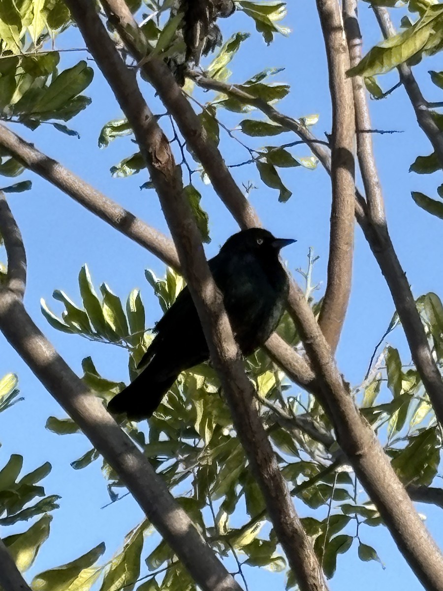 Brewer's Blackbird - ML642898807