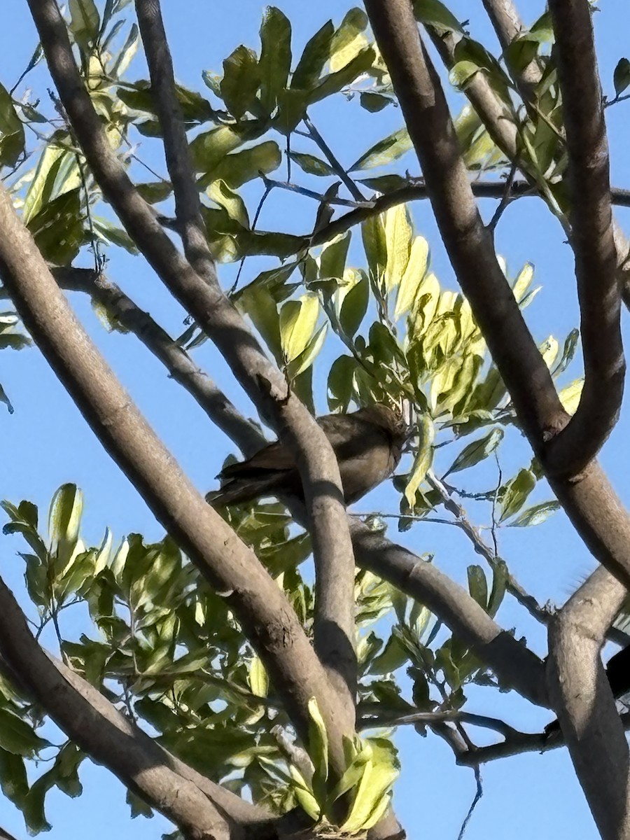 Brewer's Blackbird - ML642898809