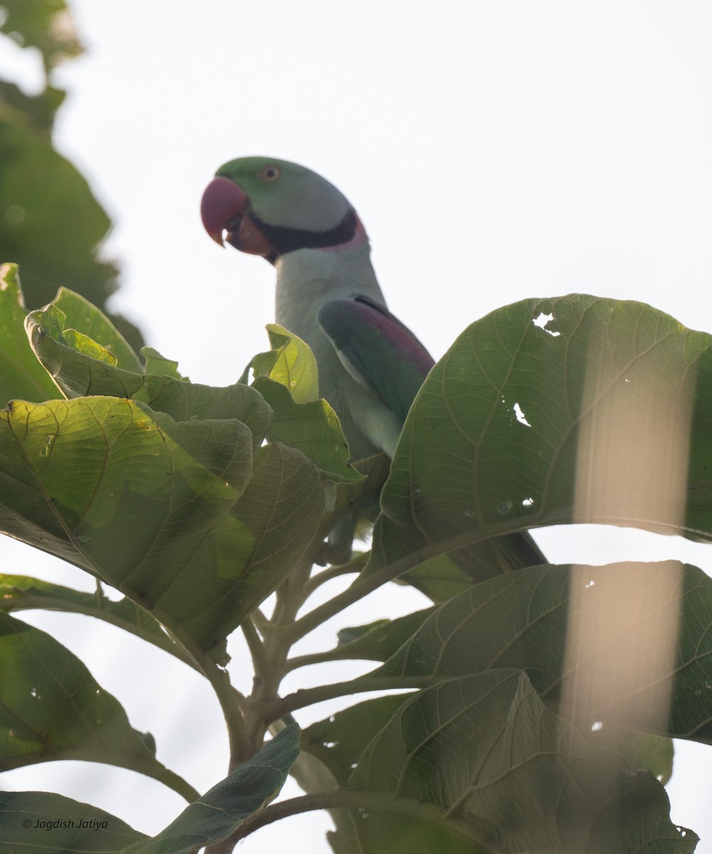Alexandrine Parakeet - ML642898820