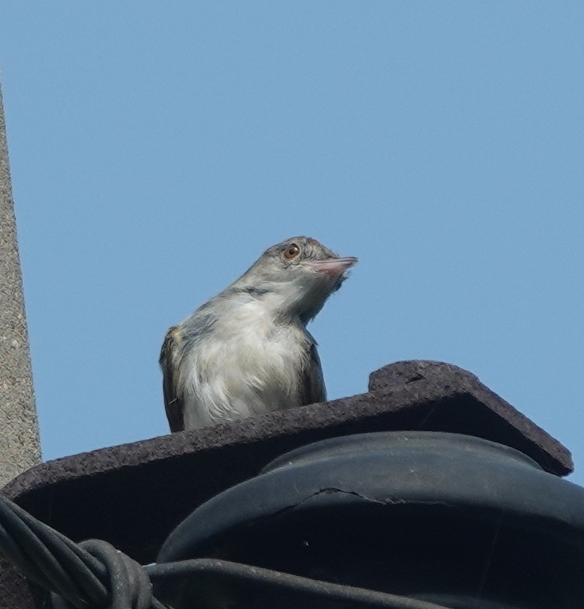 Common Tailorbird - ML642898821