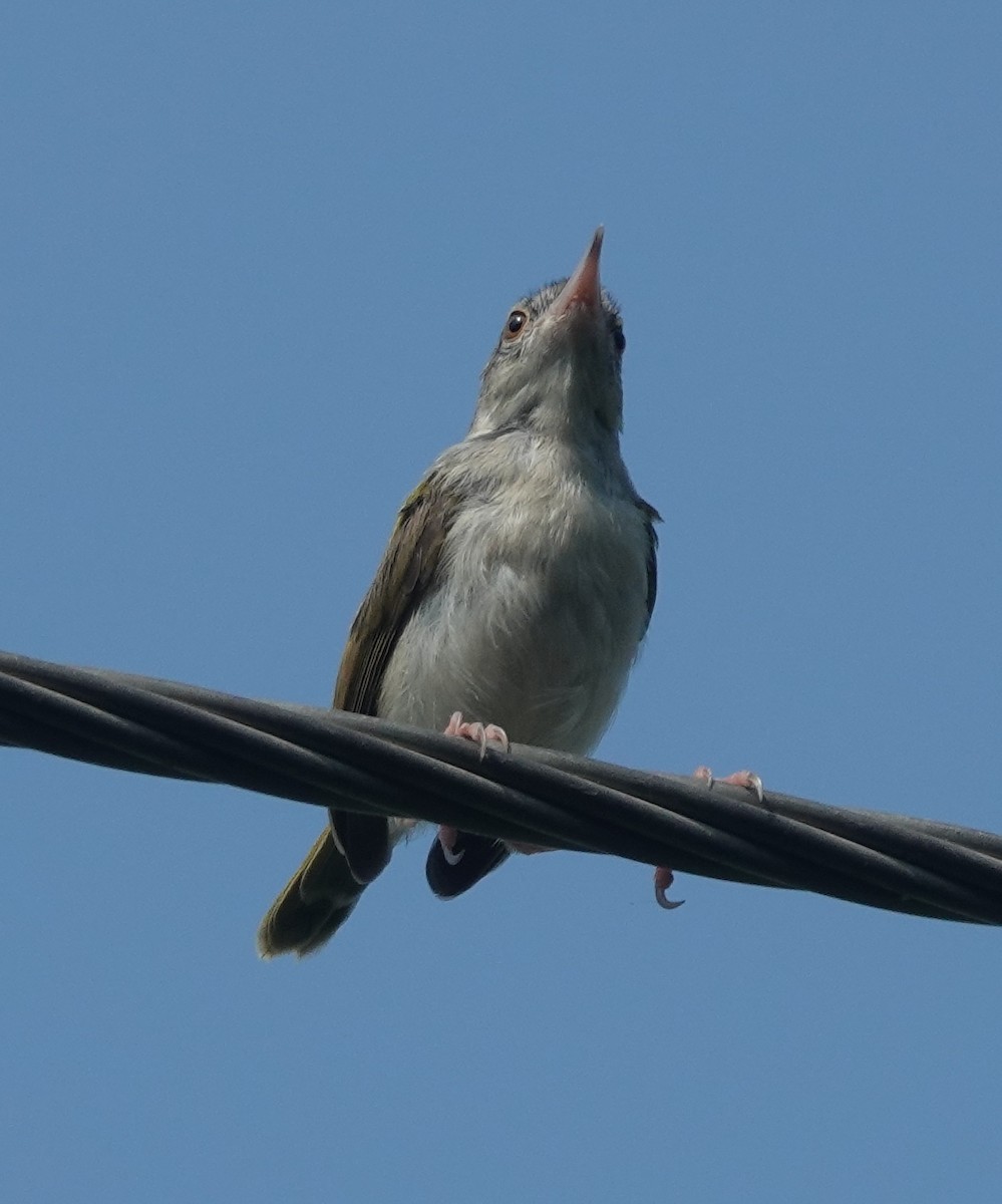 Common Tailorbird - ML642898822