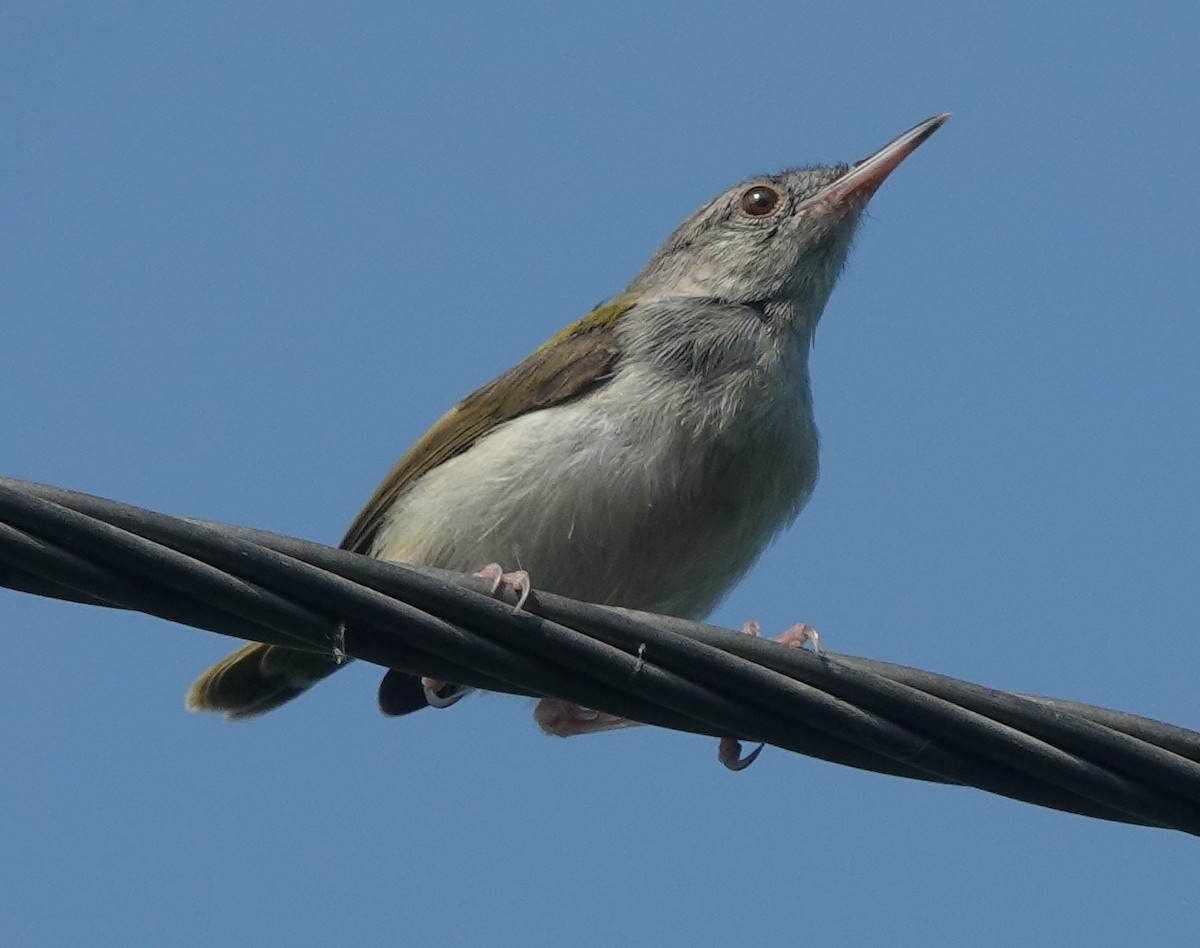 Common Tailorbird - ML642898823