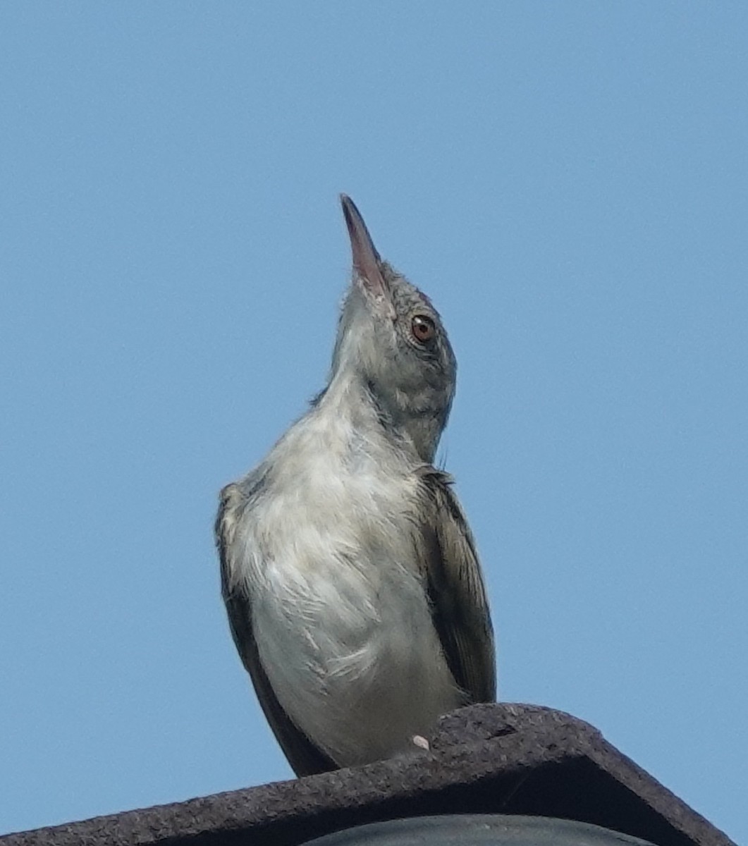 Common Tailorbird - ML642898824