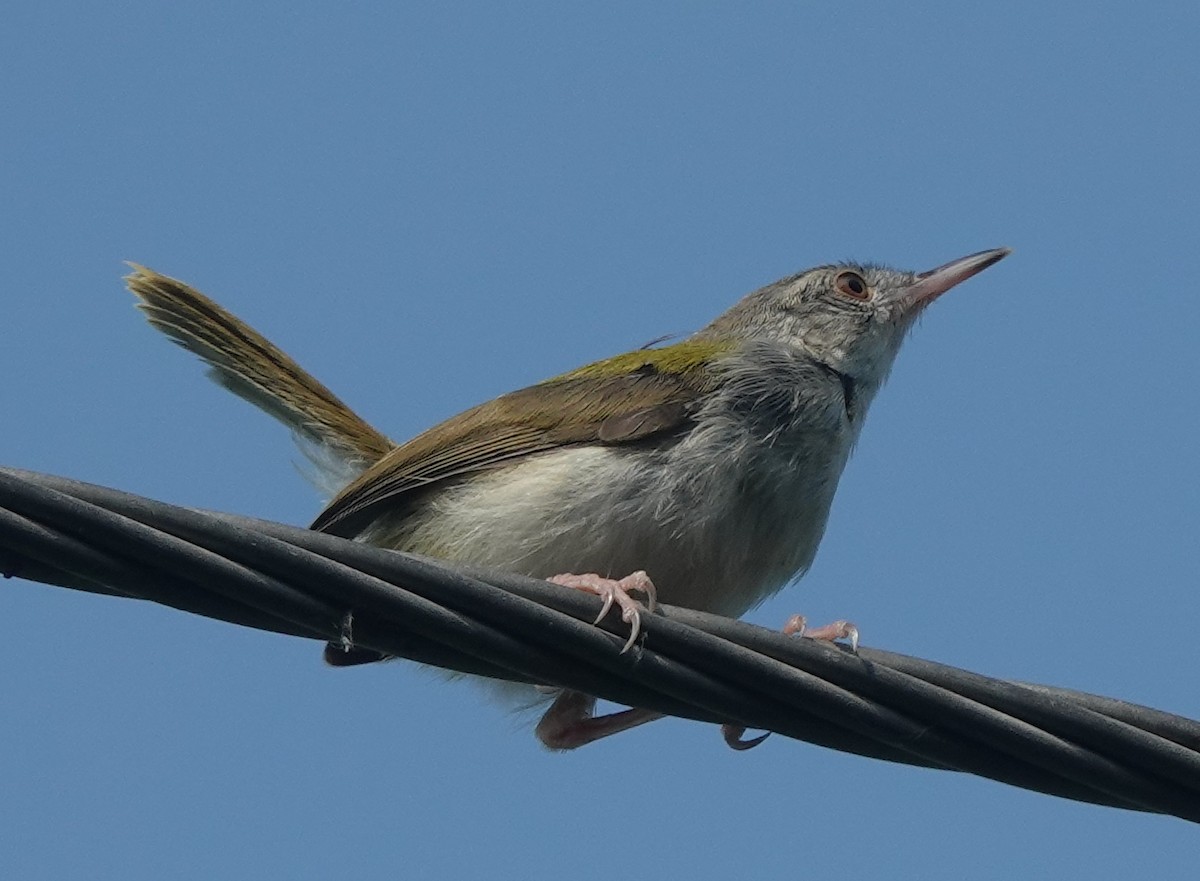 Common Tailorbird - ML642898825