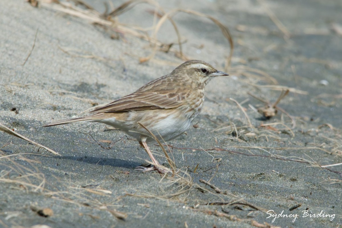 New Zealand Pipit - ML642898832