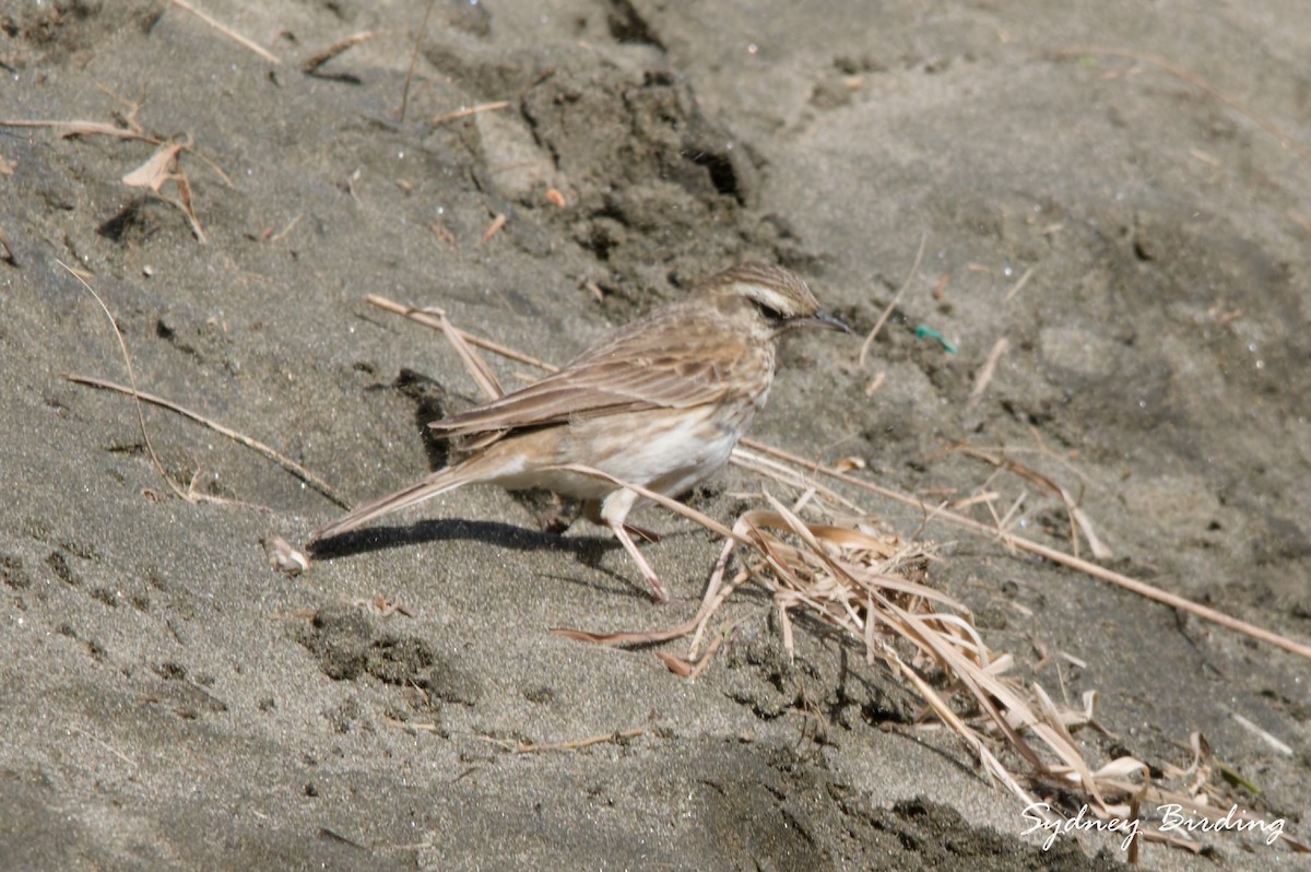 New Zealand Pipit - ML642898833