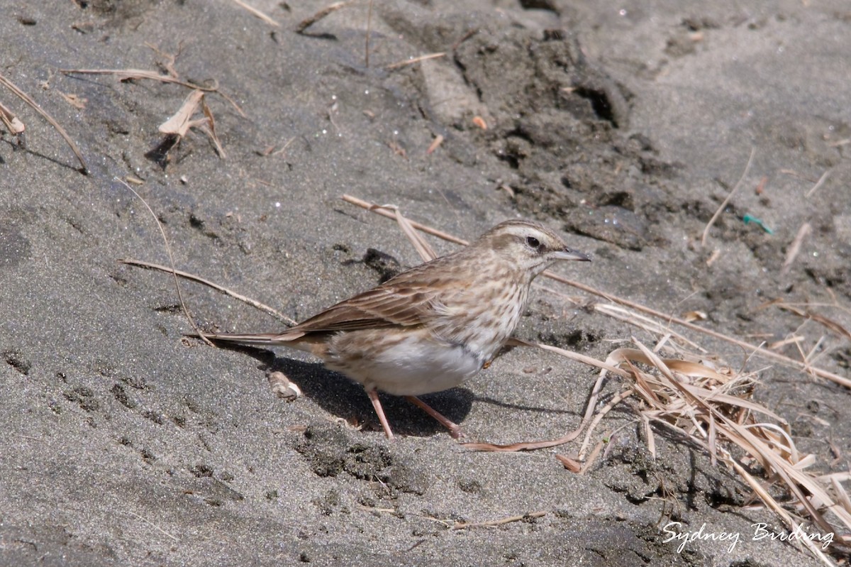 New Zealand Pipit - ML642898834