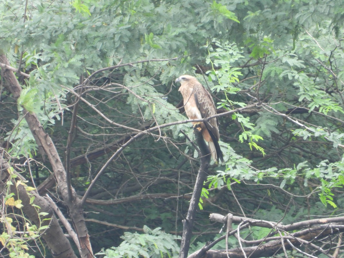Brahminy Kite - ML642898864