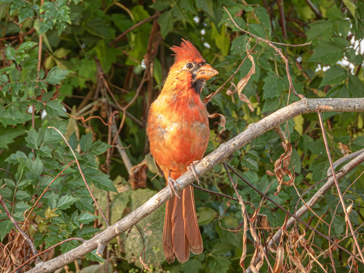 Cardinal rouge - ML642898869