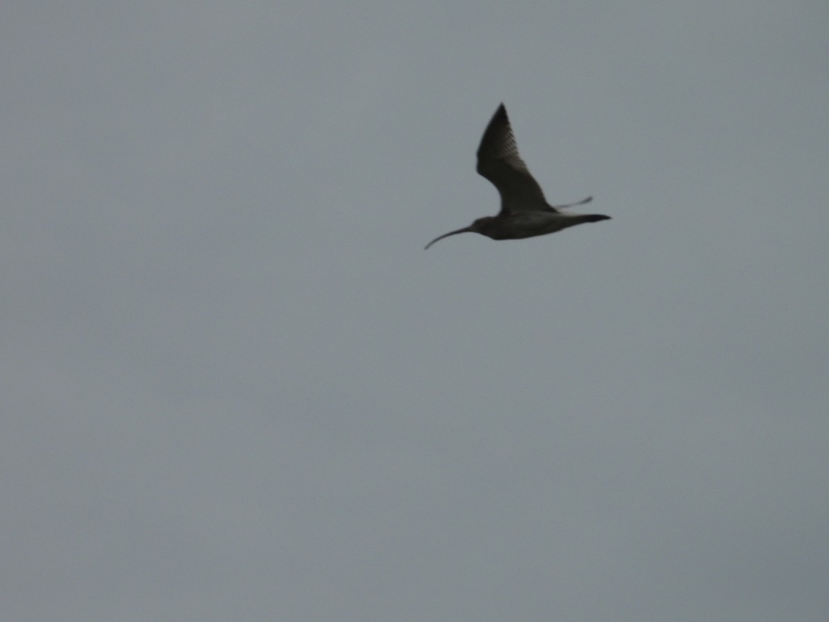 Eurasian Curlew - ML642898874