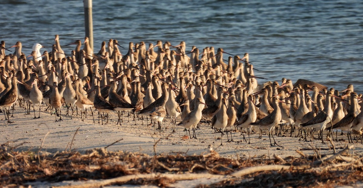 Bar-tailed Godwit - ML642898875