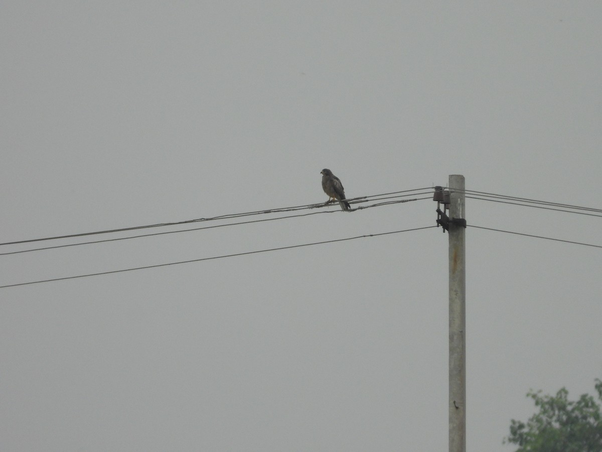White-eyed Buzzard - ML642898876