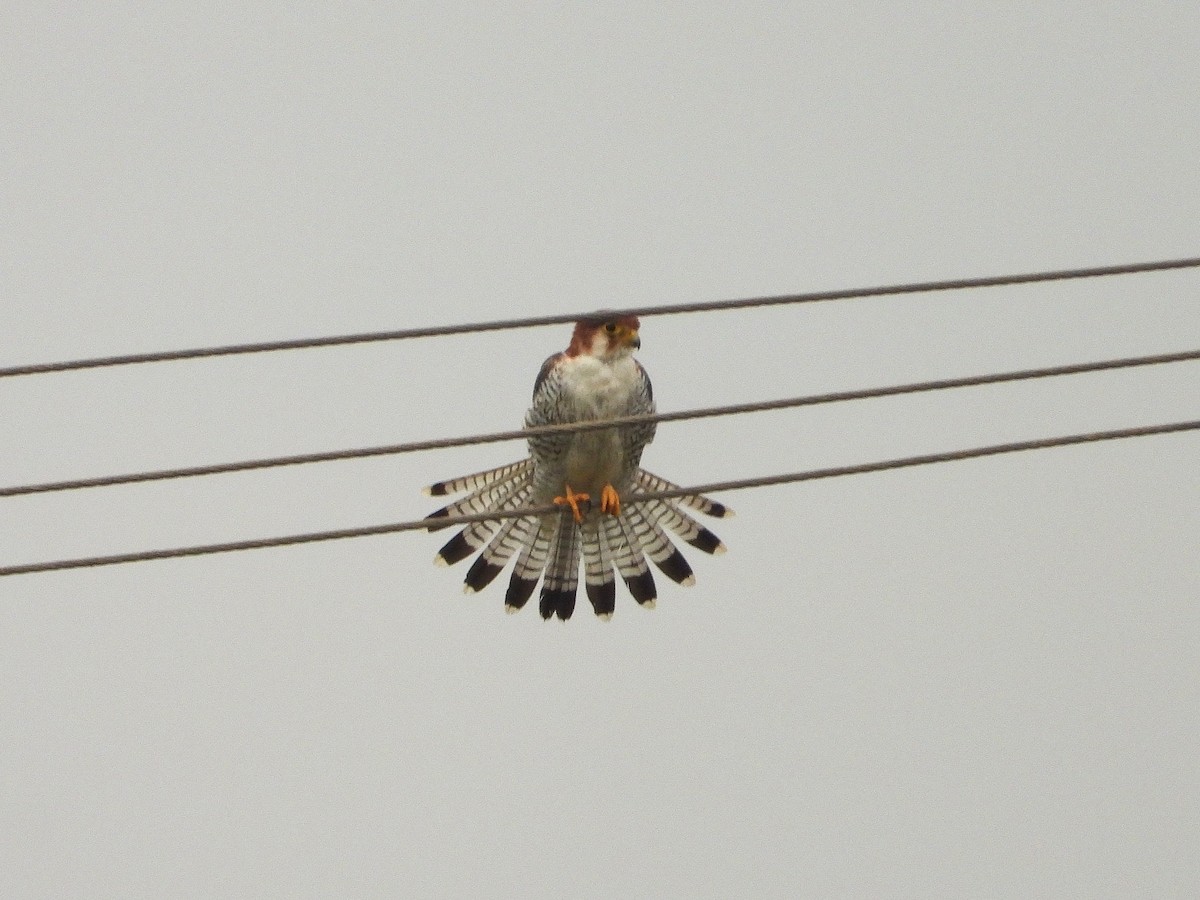 Red-necked Falcon - ML642898878