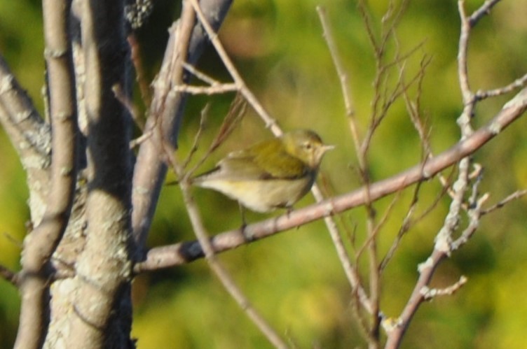 Tennessee Warbler - ML642898880