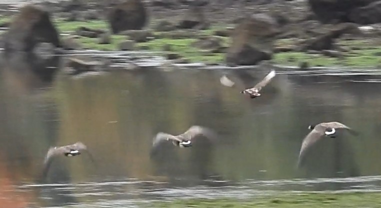 Mallard (Domestic type) - ML642898881
