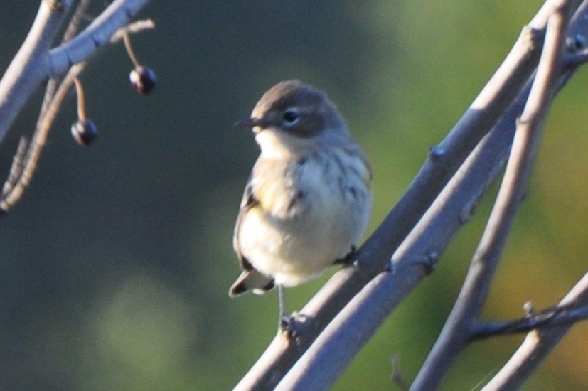 Yellow-rumped Warbler - ML642898883