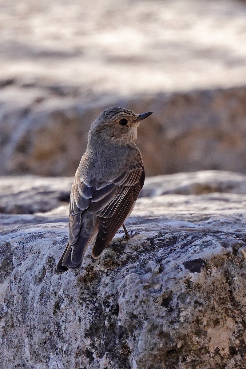 Spotted Flycatcher - ML642898885