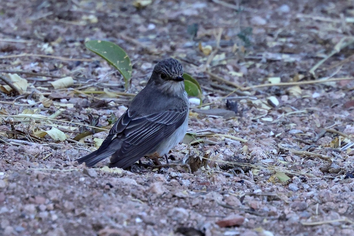 Spotted Flycatcher - ML642898886