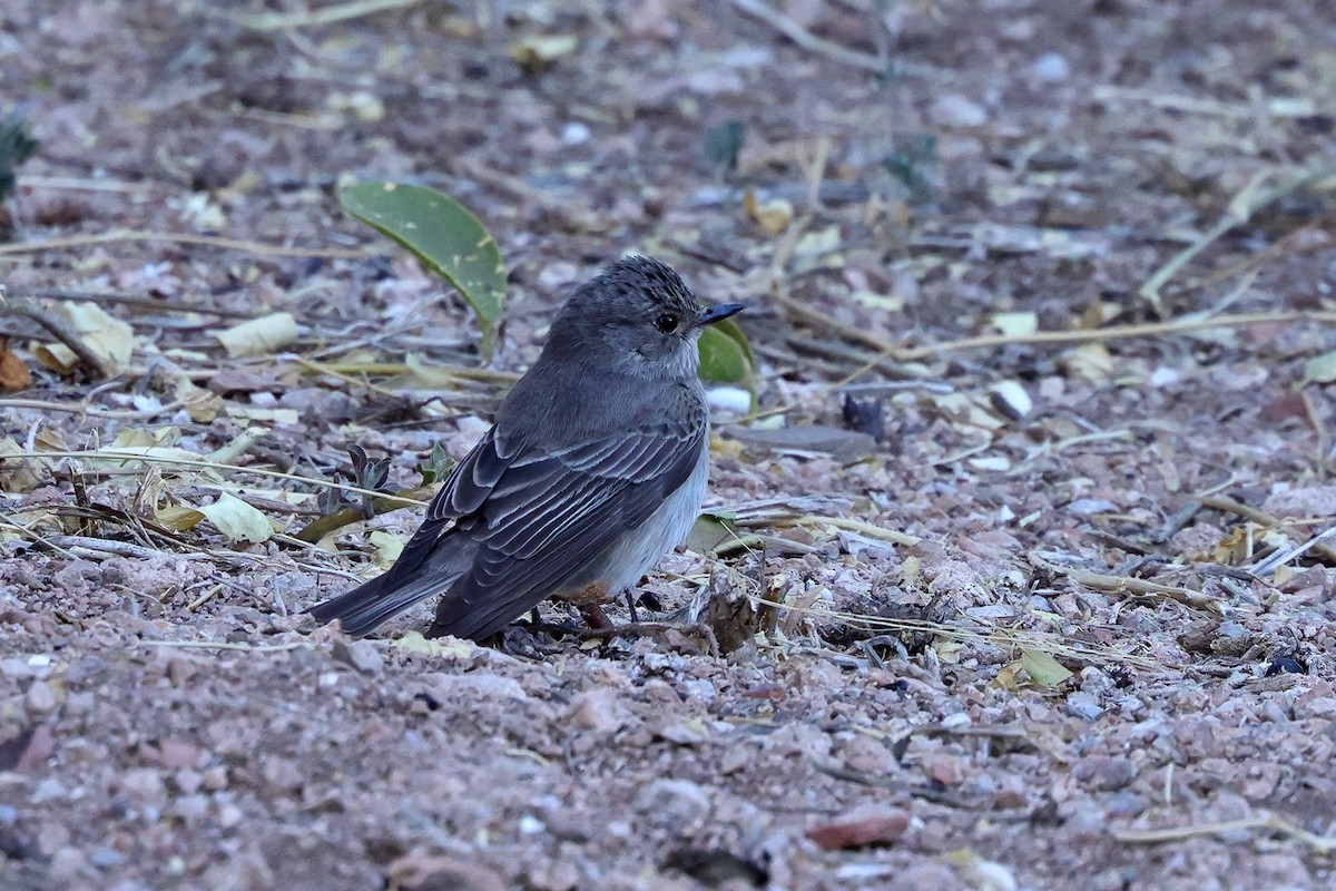 Spotted Flycatcher - ML642898887